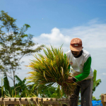 Pembangunan Berkelanjutan dari Desa ke Kota